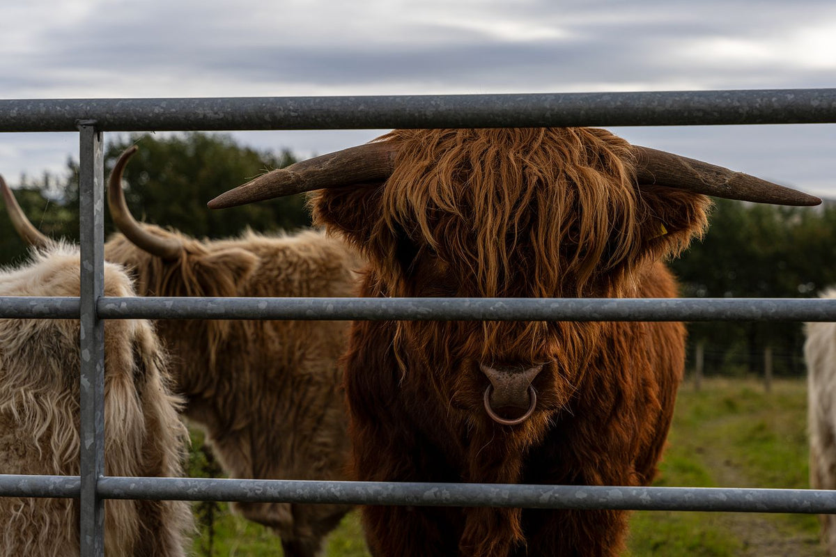 The Pirate Coo