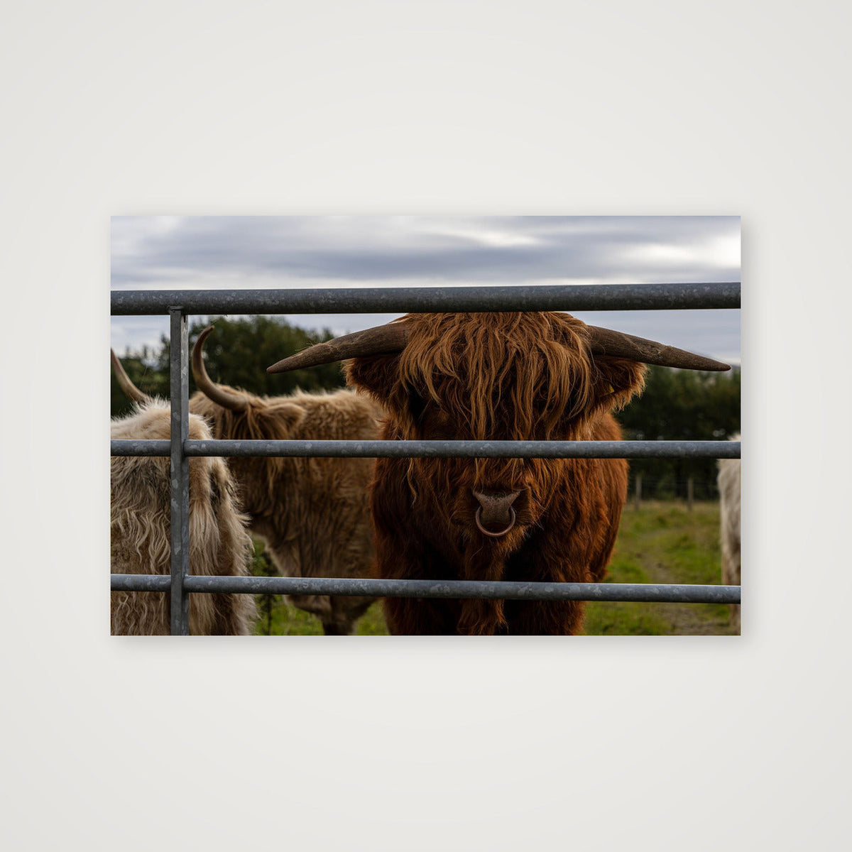 The Pirate Coo — 38×25cm, 15×10" Print only