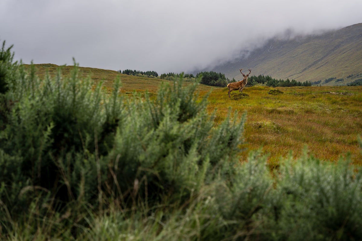Stag in the Mist