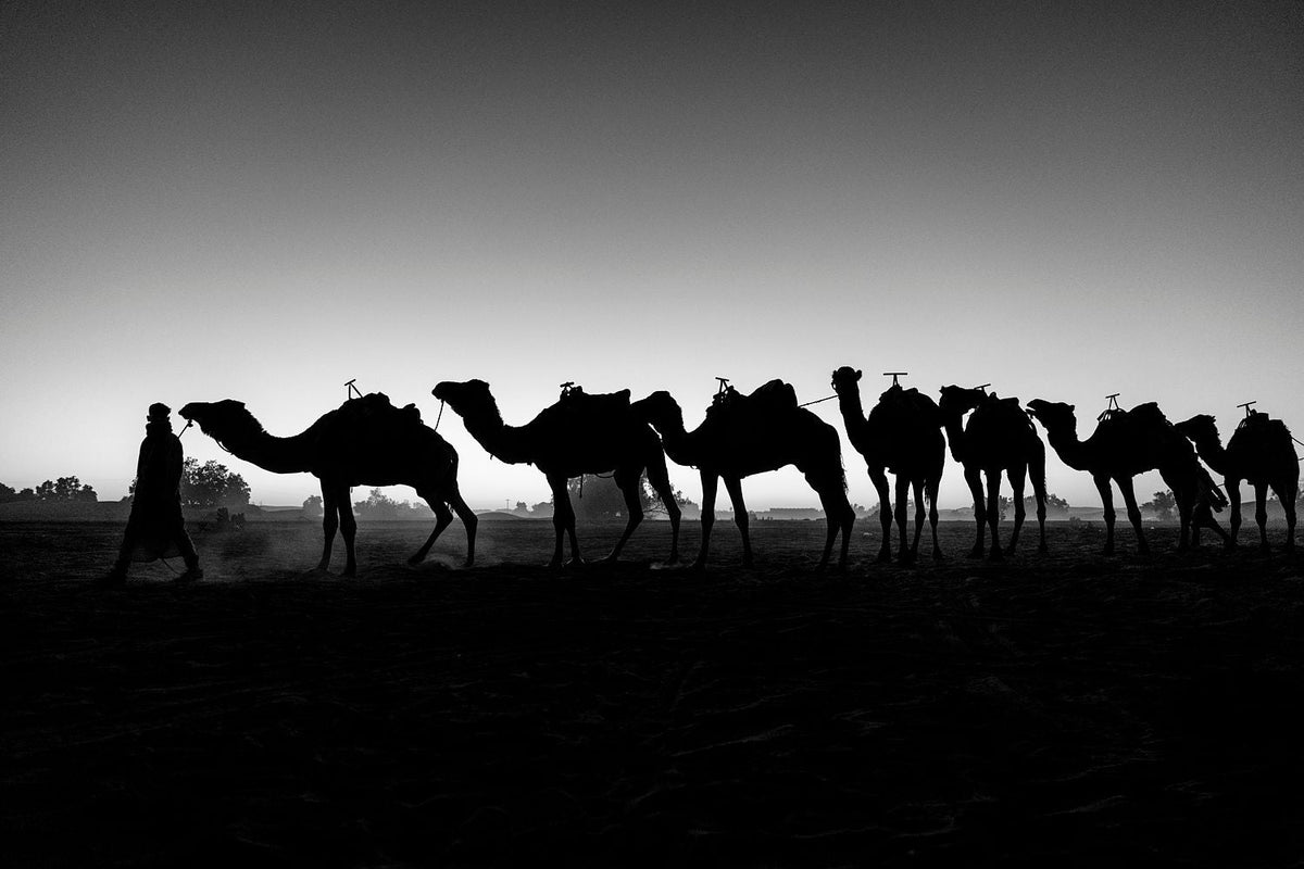 Camels at Dusk
