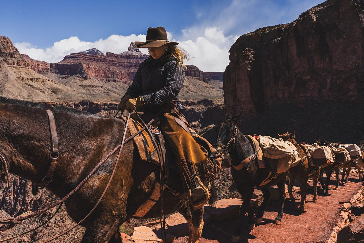 Grand Canyon Mules