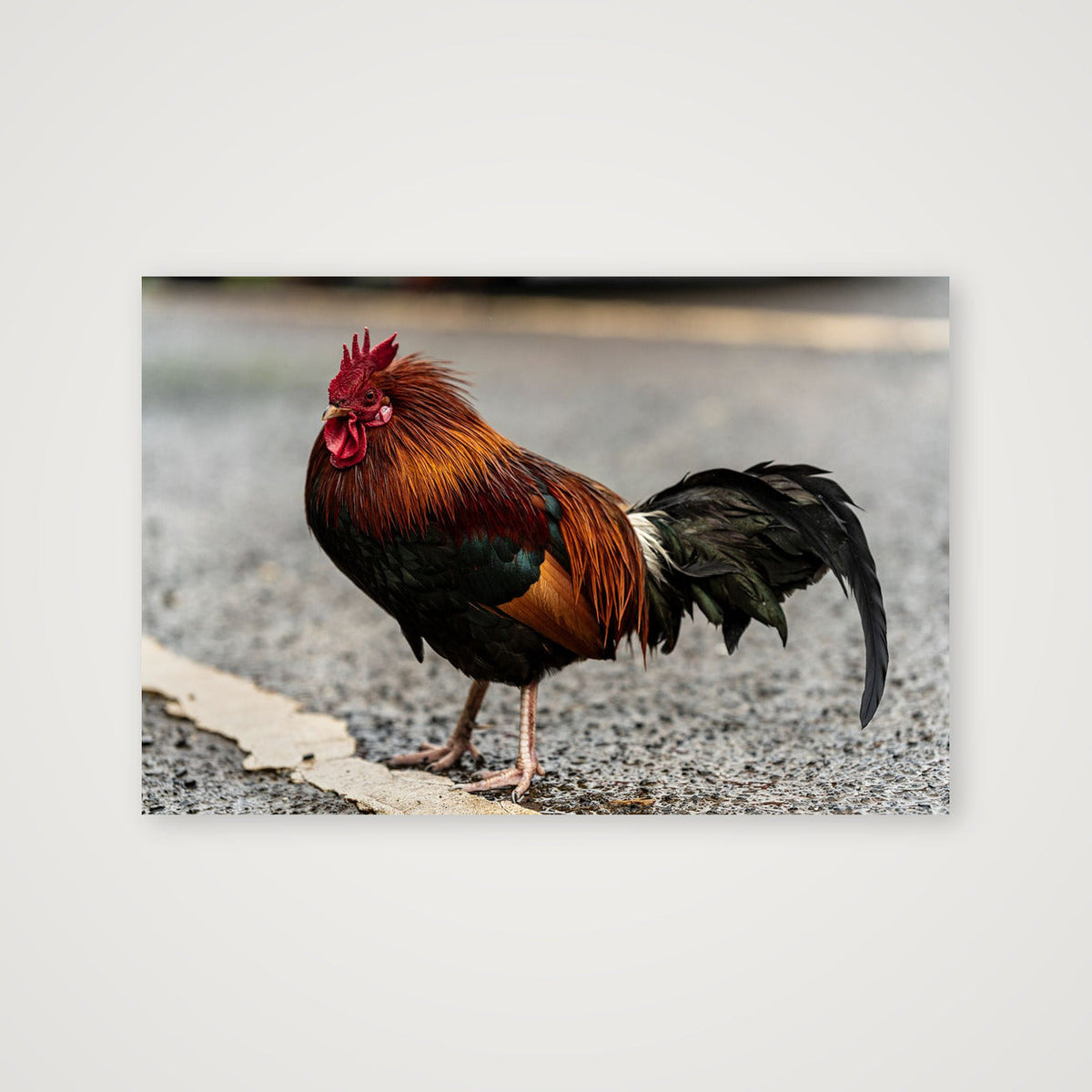 Aloha Chicken — 38×25cm, 15×10" Print only