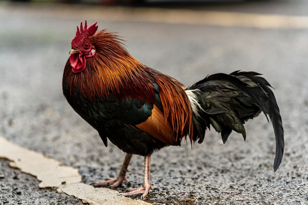 Aloha Chicken