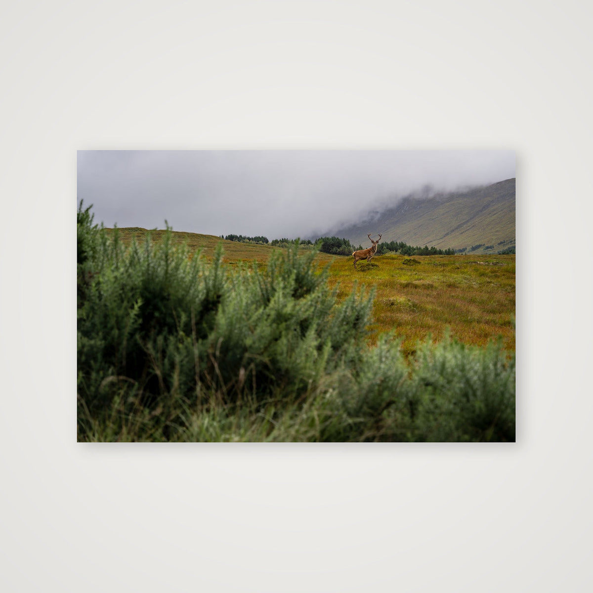 Stag in the Mist — 38×25cm, 15×10" Print only