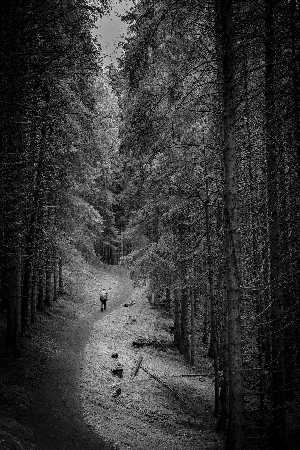 Forest Walker