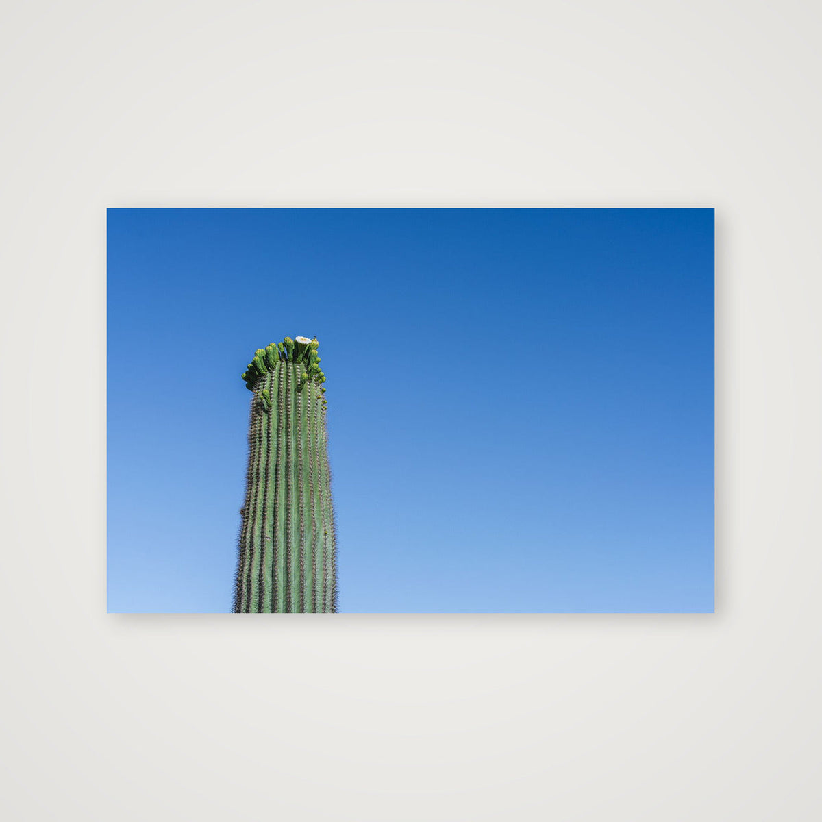 Saguaro Flower in May — 38×25cm, 15×10" Print only