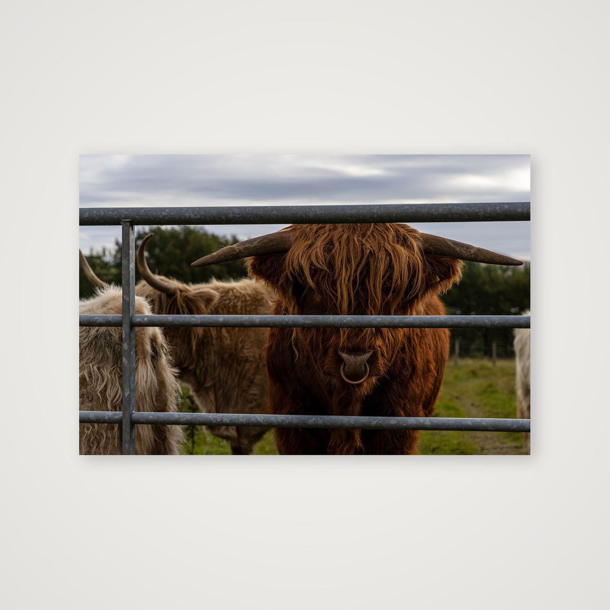 The Pirate Coo — 76×51cm, 30×20" Print only