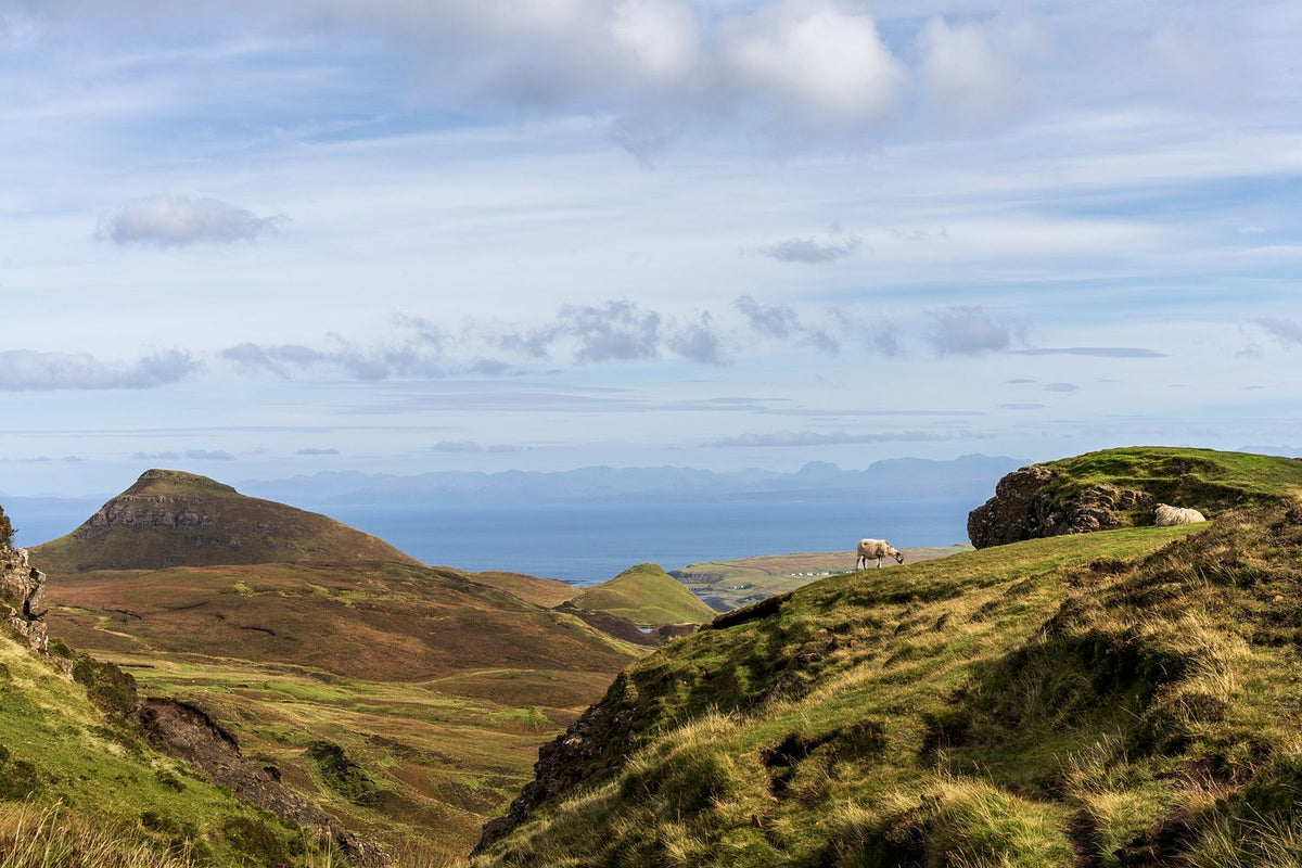 The Quiraing Sheep