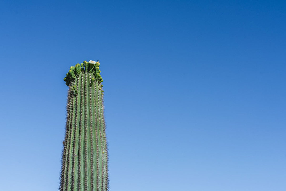 Saguaro Flower in May