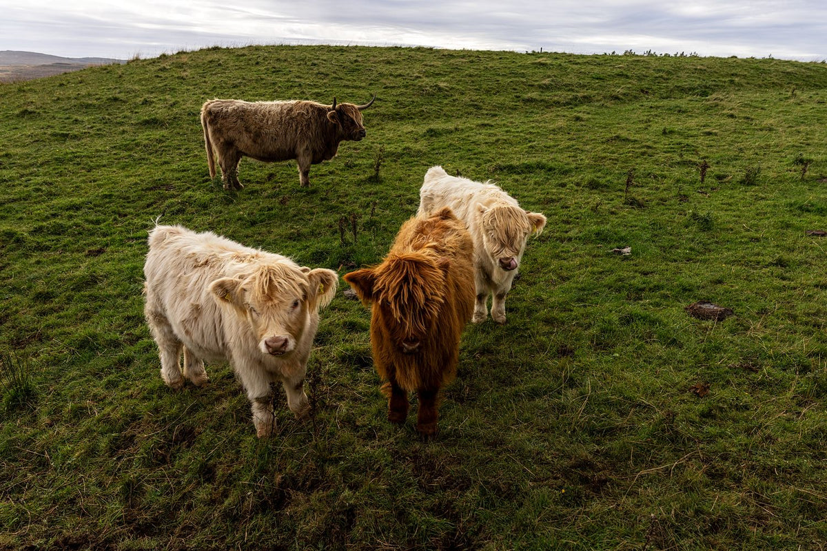 Highland Coo Gang