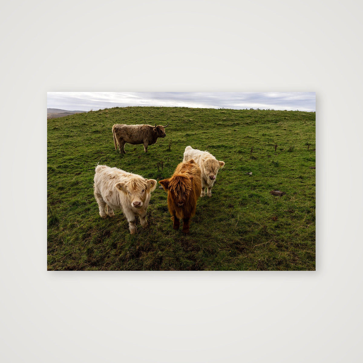 Highland Coo Gang — 38×25cm, 15×10" Print only